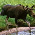 Moose (2)